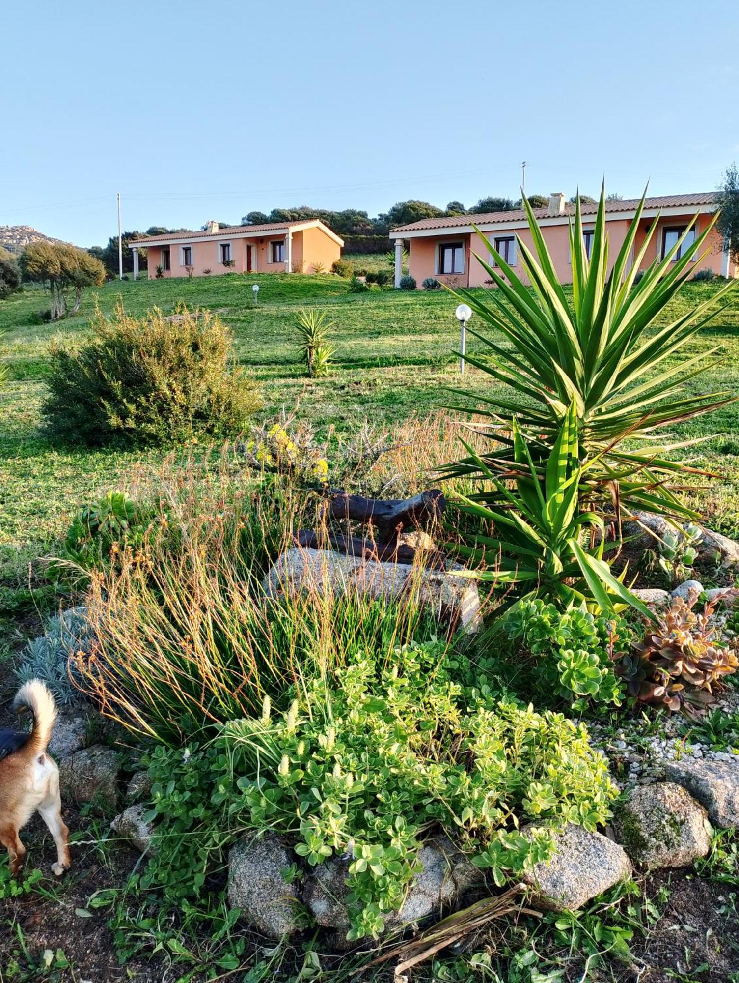 Agriturismo Gli Olivastri Appartamento Corbezzolo Con Piscina E Vista Mare,Climatizzatore,Wifi Aglientu Zewnętrze zdjęcie
