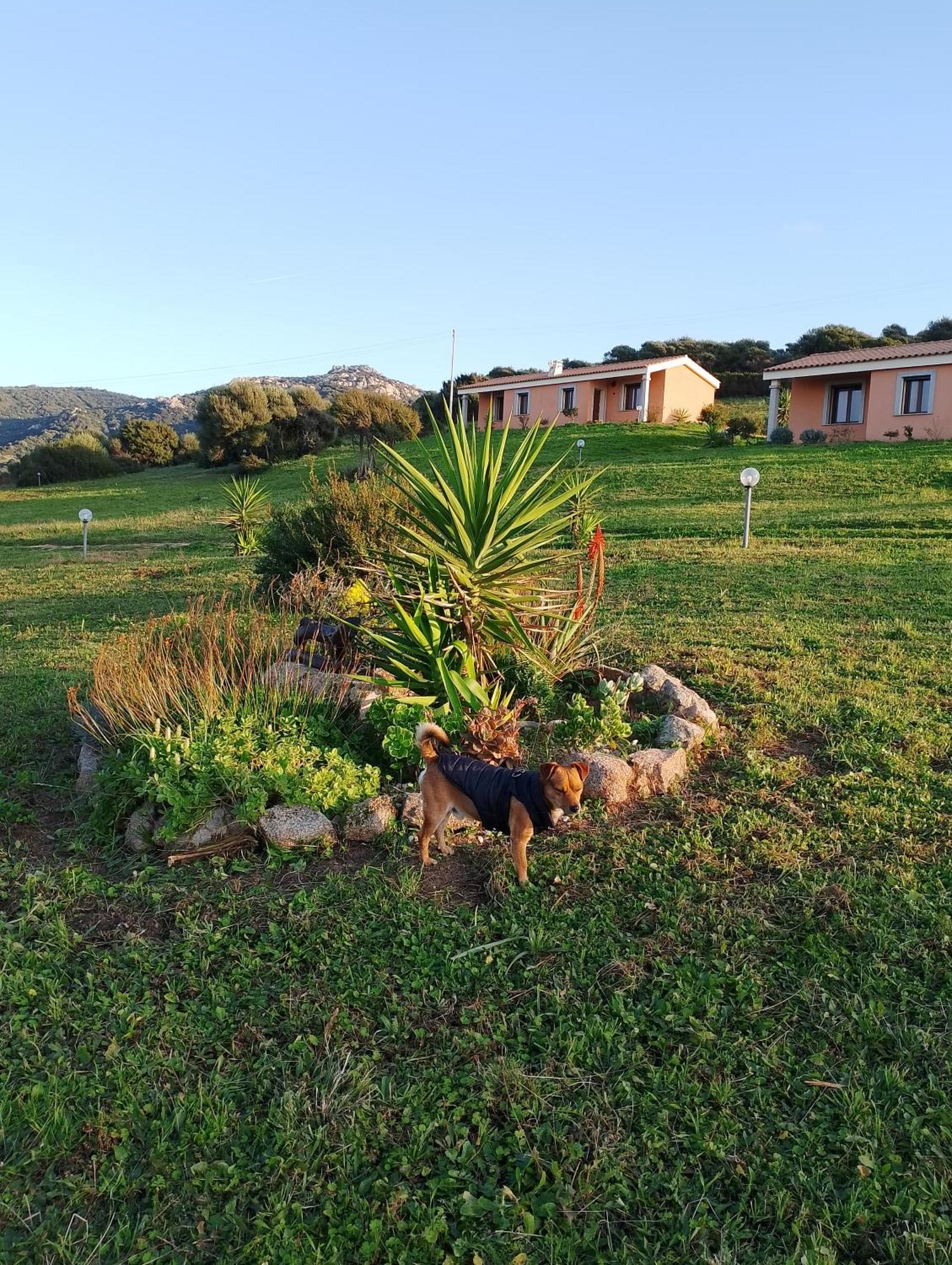 Agriturismo Gli Olivastri Appartamento Corbezzolo Con Piscina E Vista Mare,Climatizzatore,Wifi Aglientu Zewnętrze zdjęcie