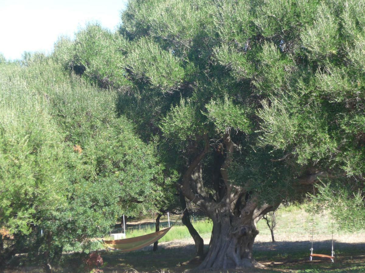 Agriturismo Gli Olivastri Appartamento Corbezzolo Con Piscina E Vista Mare,Climatizzatore,Wifi Aglientu Zewnętrze zdjęcie